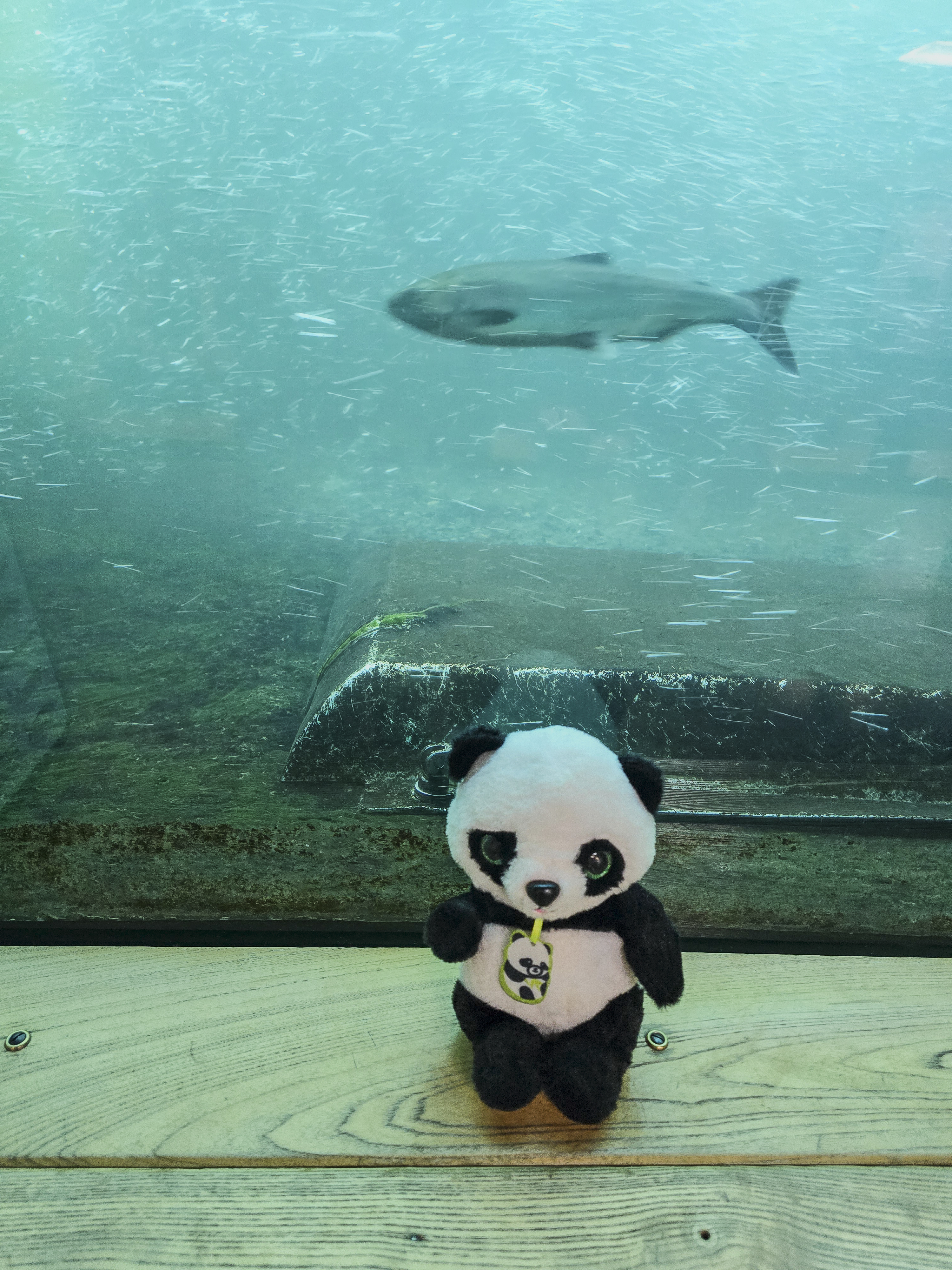 Panda at Fish Ladder Bonneville 5