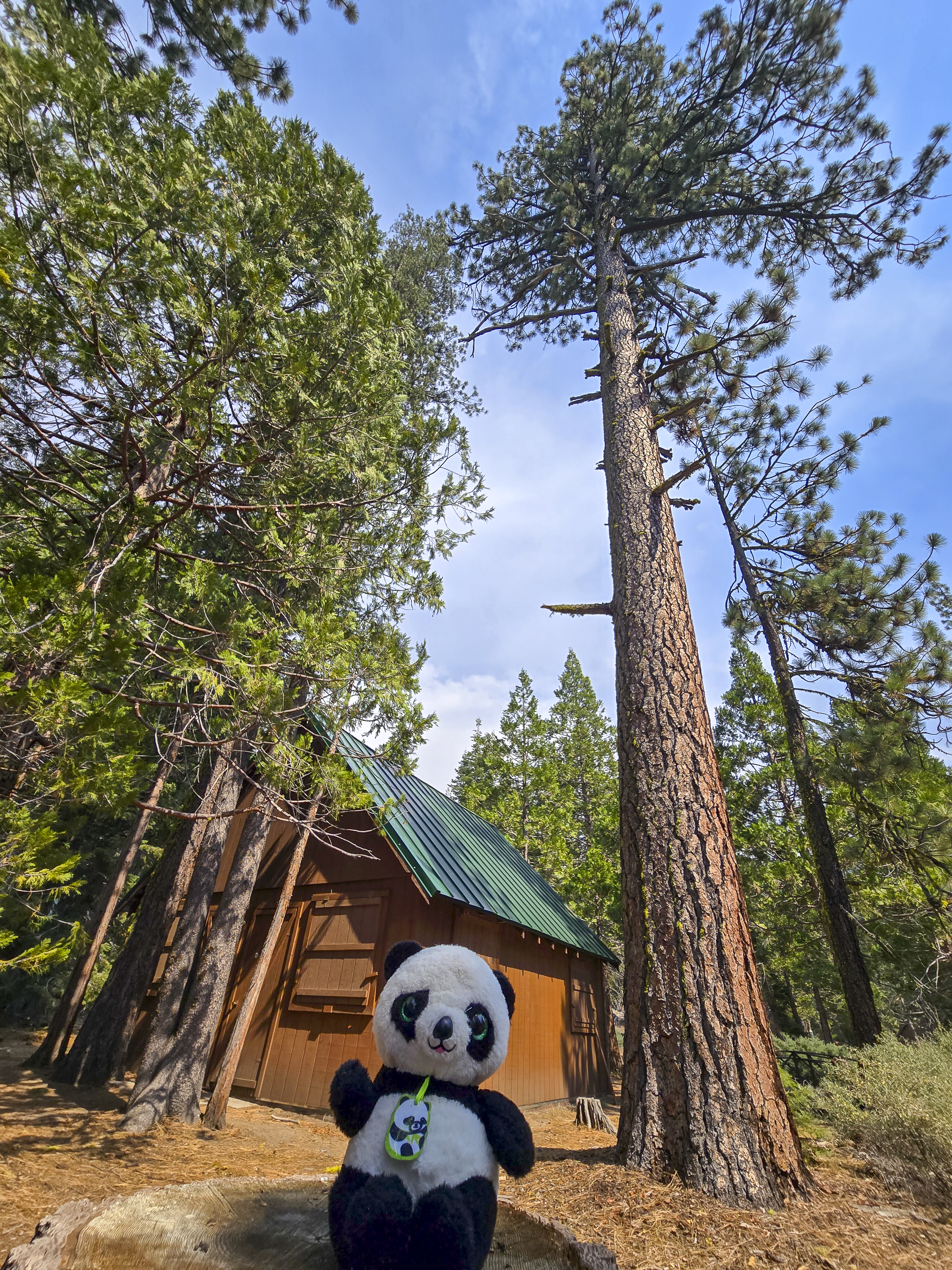 Panda at a Cabin in the Sierras (Archive Image)