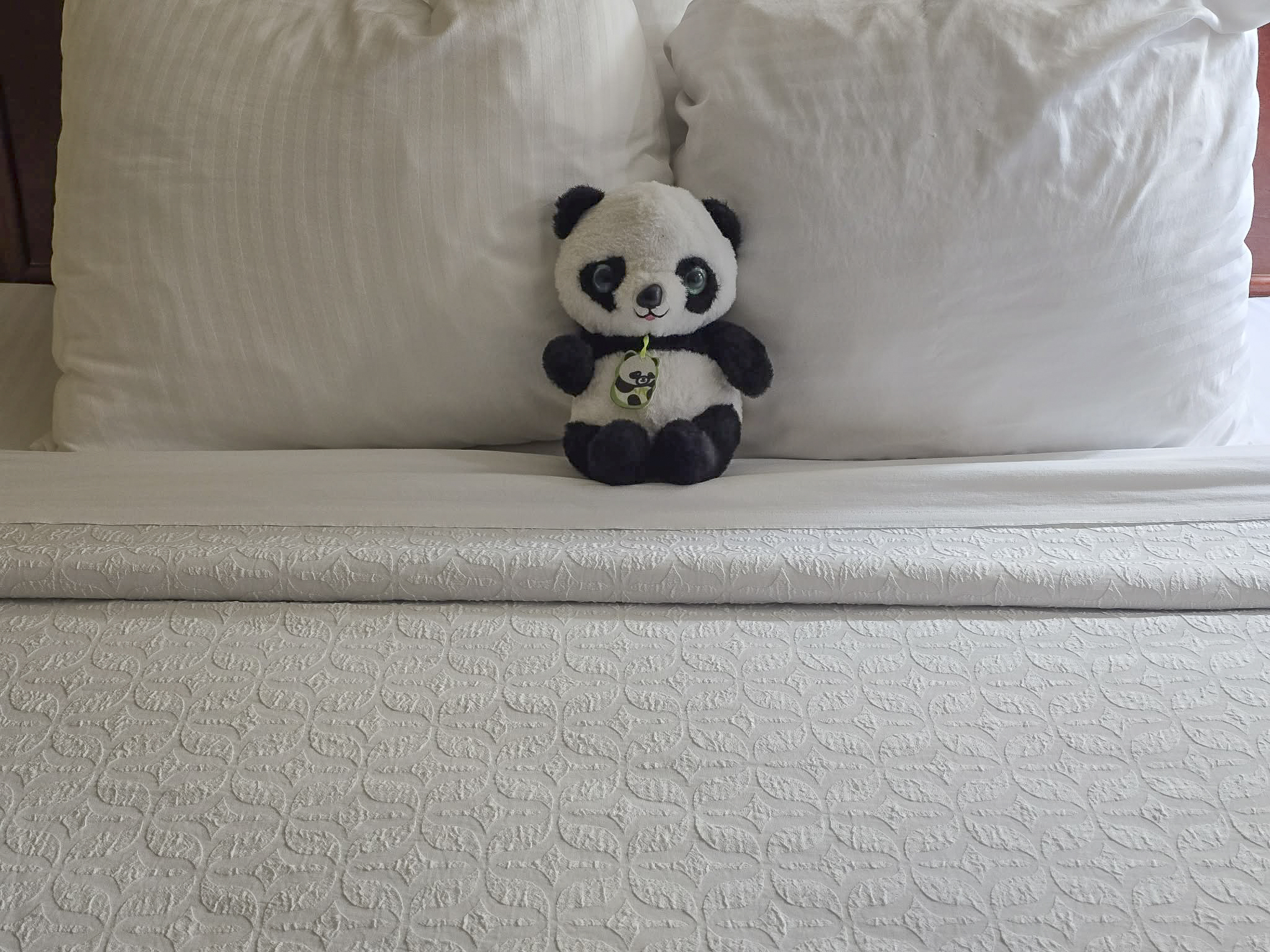 Panda Relaxing in a Hotel (Original)