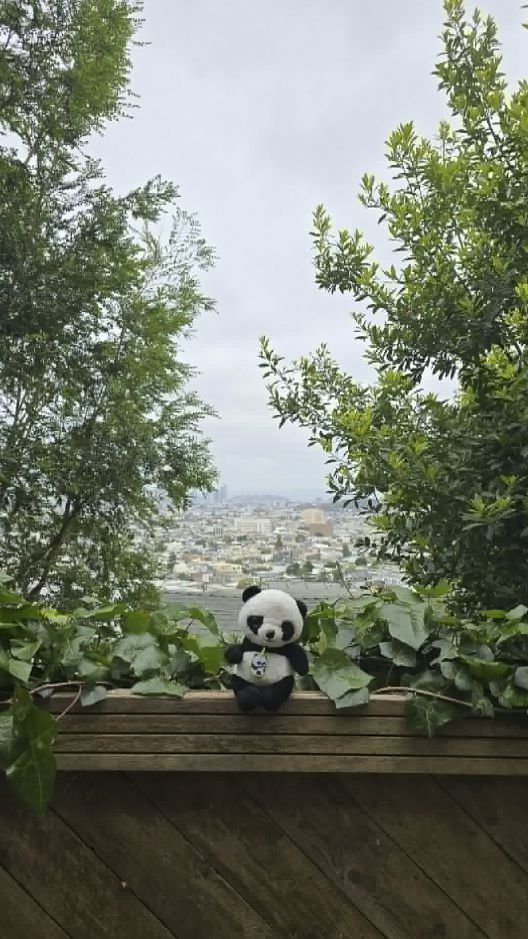 Panda enjoys the view of San Franicsco (First)