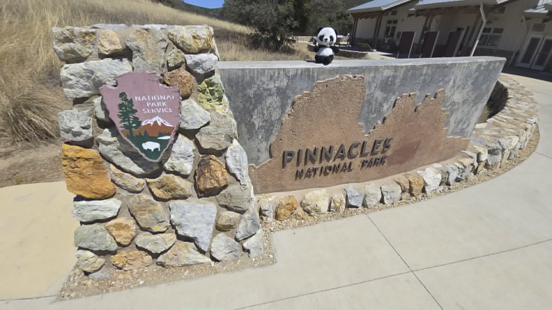 Panda at Pinnacles National Park (Only Version)