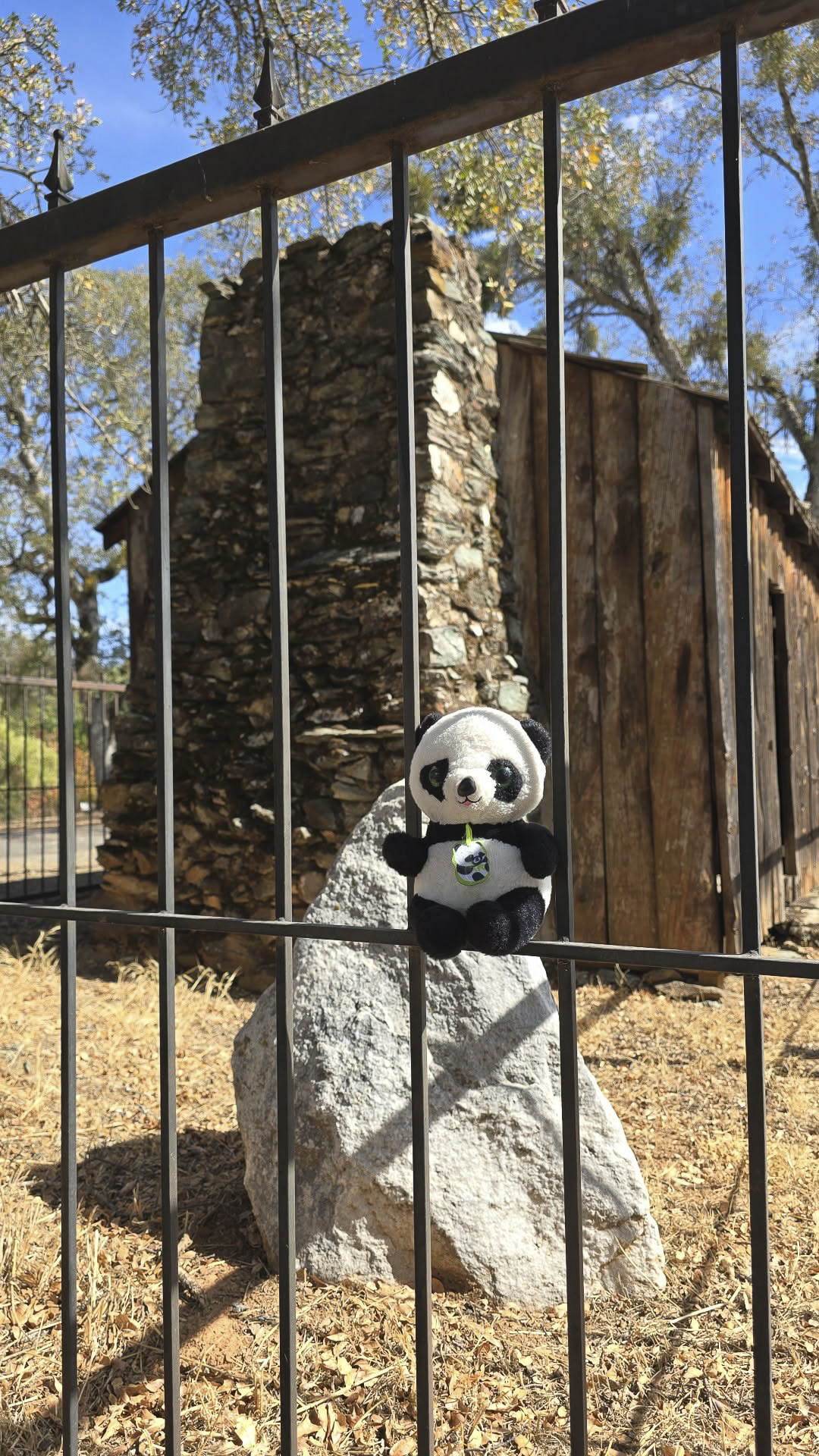 Panda stopped at the Mark Twain cabin (Only Version)